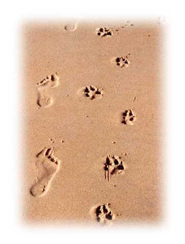 Human and dog footprints in sand